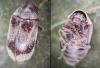 Ochina ptinoides
